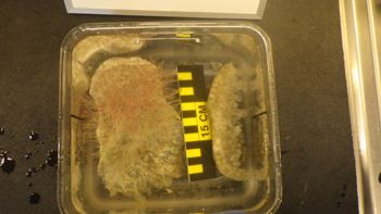 Media type: image;   Invertebrate Zoology 153512 Description: live specimen;
